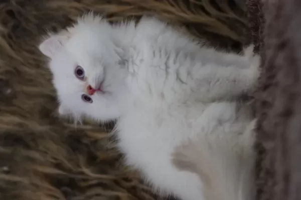 British Longhair Erkek Kedimiz
