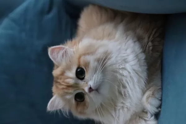 British Longhair Dişi Kedimiz