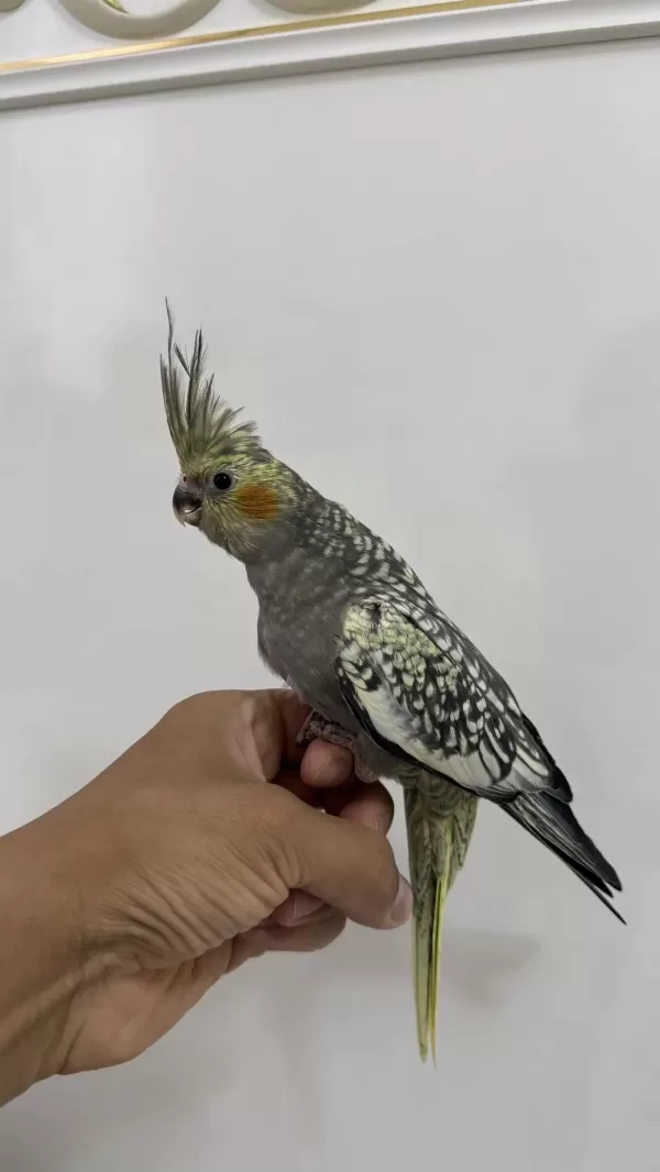 Sultan Papağanı Sahiplendirilecek