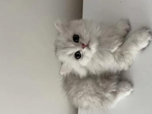 İki Buçuk Aylık Dişi Ve Erkek Yavru British Longhair