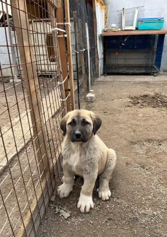 Orijinal Safkan Kangal Yavrular