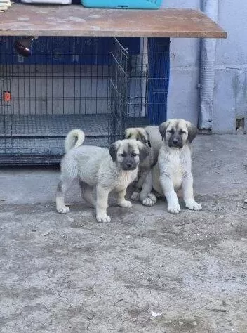 Orijinal Safkan Kangal Yavrular