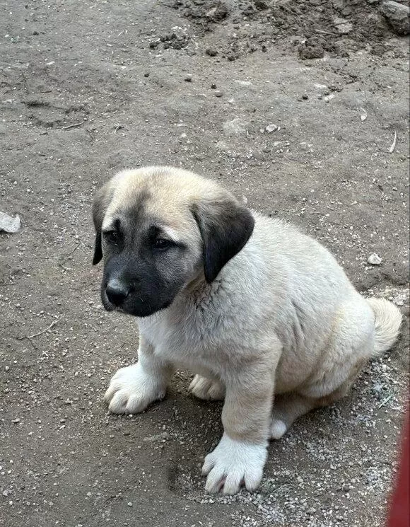 Orijinal Safkan Kangal Yavrular