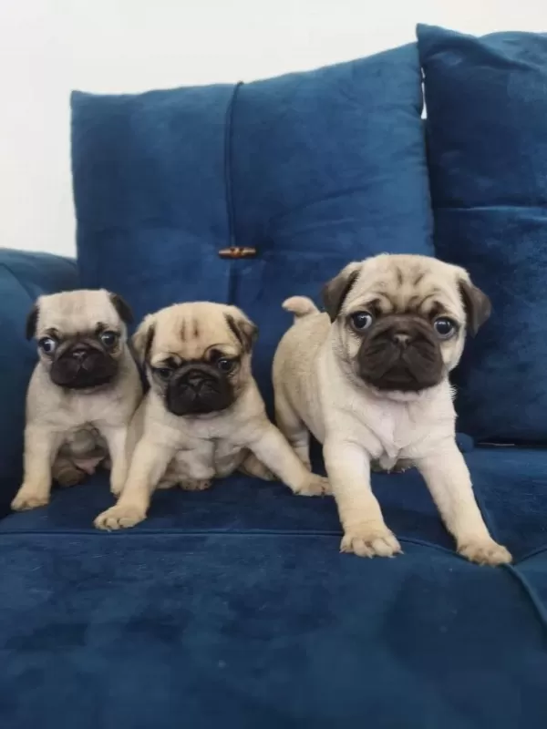 Pug Mops Yavrularımız