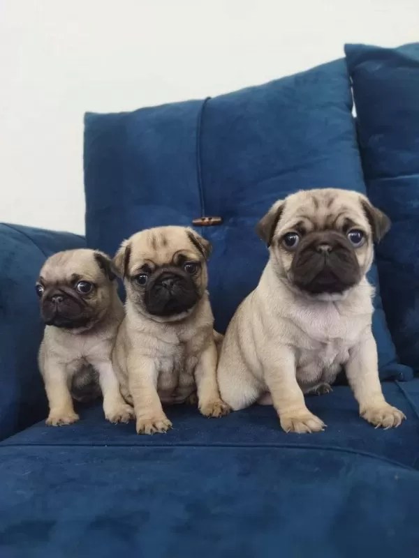 Pug Mops Yavrularımız