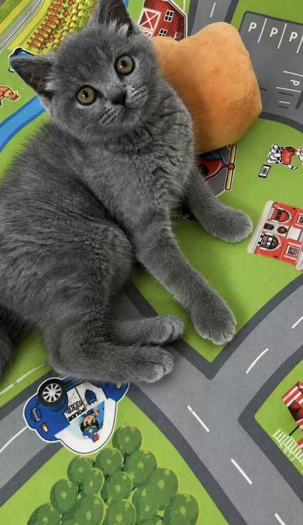 3 Aylık British Shorthair Yavrular