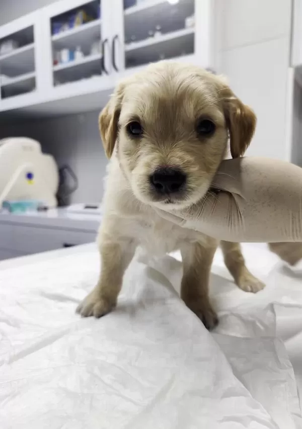 Çok Tatli Erkek Golden Retriever