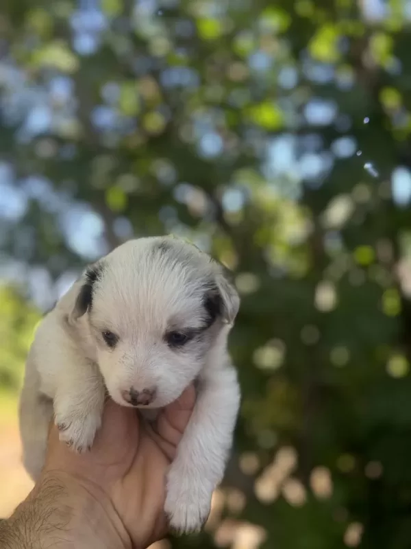 Üreticiden Safkan Border Collie