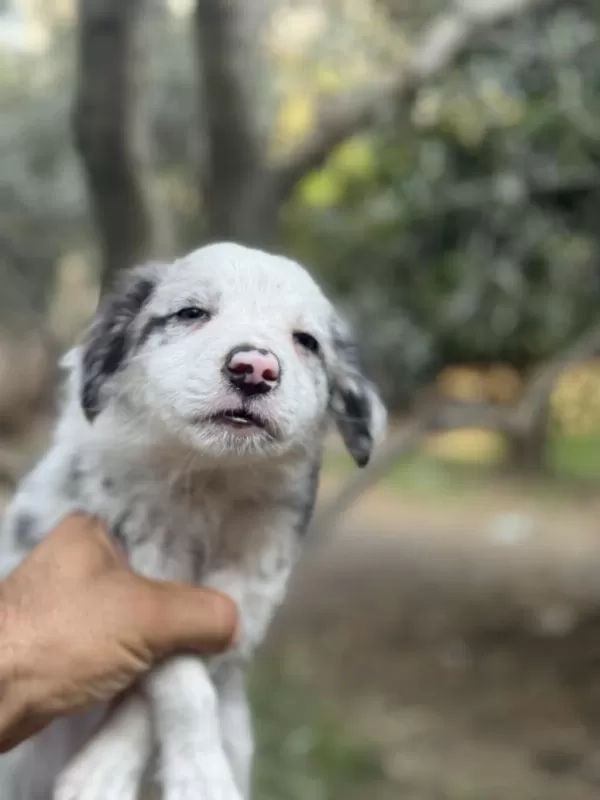 Üreticiden Safkan Border Collie
