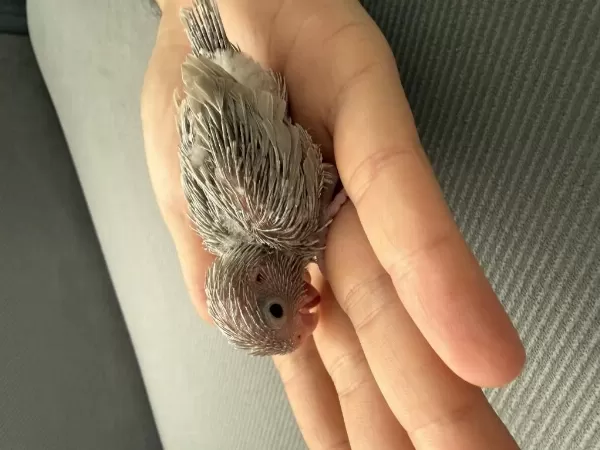 3 Adet Forpus Papağanı Yavruları