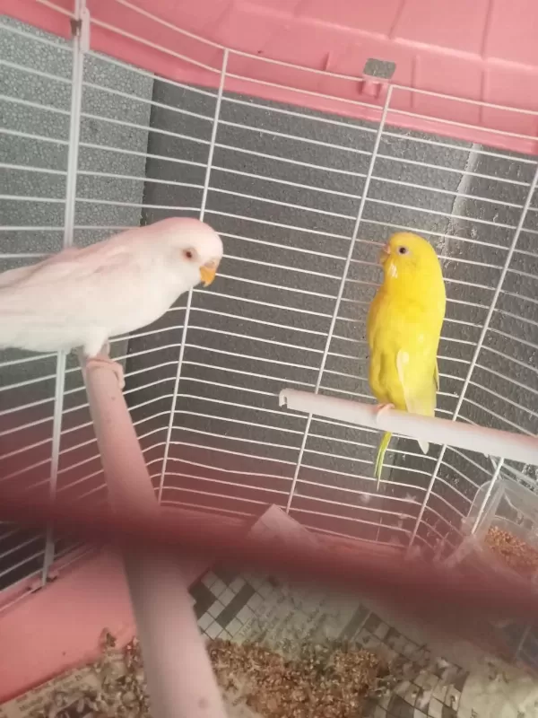 Muhabbet Kuşu Lutino Albino Bunlar Takım Diğeri Erkek