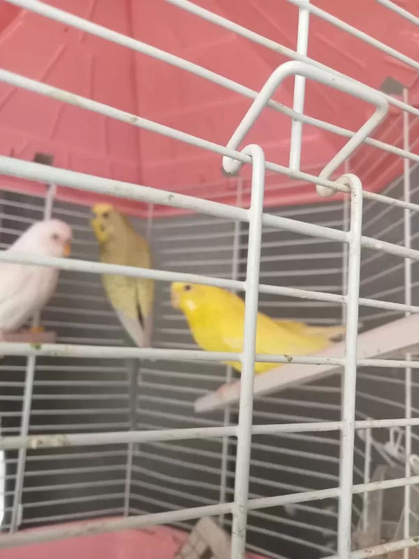Muhabbet Kuşu Lutino Albino Bunlar Takım Diğeri Erkek