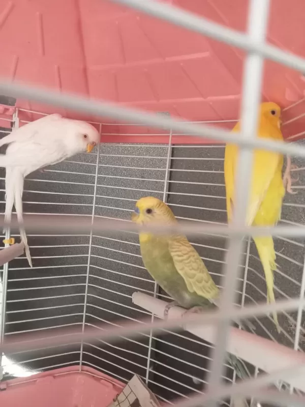 Muhabbet Kuşu Lutino Albino Bunlar Takım Diğeri Erkek