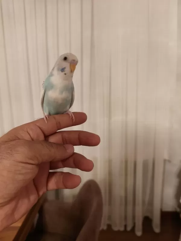 Ele Alışkın Bebek Muhabbet Kuşu Evinize Maskot