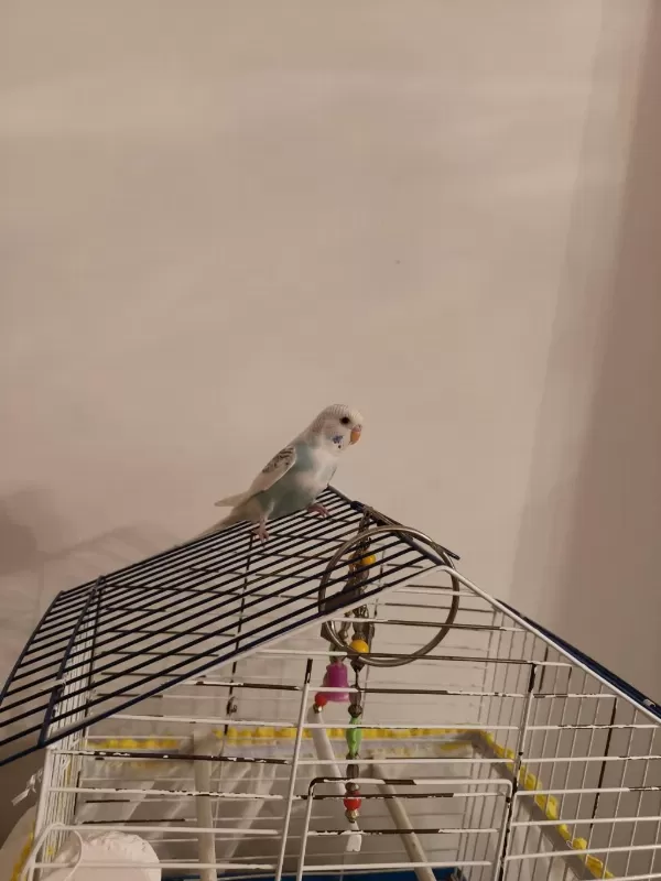 Ele Alışkın Bebek Muhabbet Kuşu Evinize Maskot