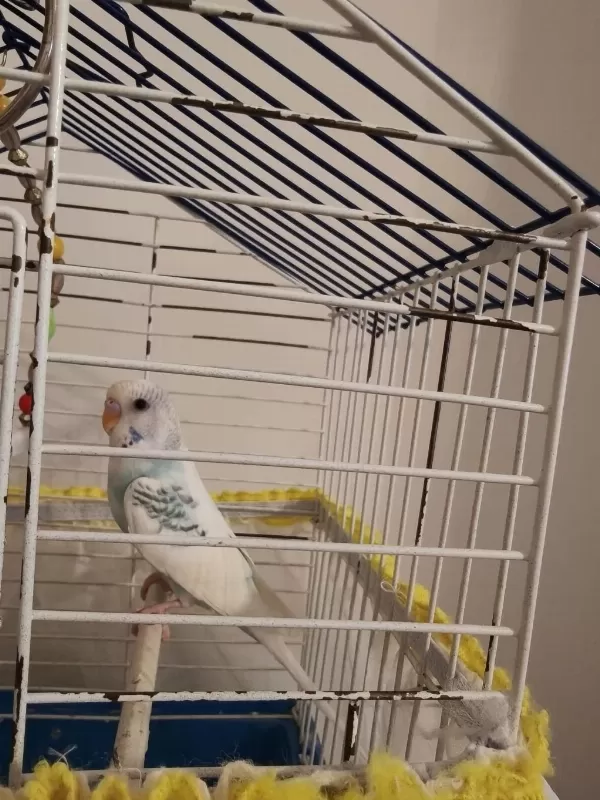 Ele Alışkın Bebek Muhabbet Kuşu Evinize Maskot