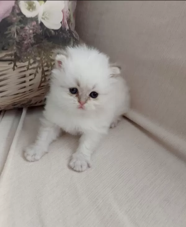 British Longhair Oğlumuz Yeni Yuvasını Arıyor