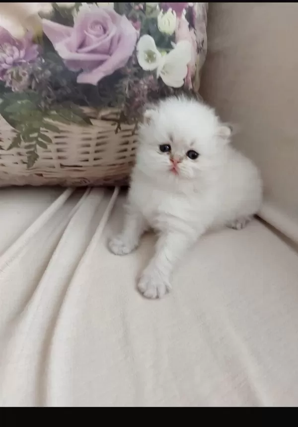 British Longhair Oğlumuz Yeni Yuvasını Arıyor