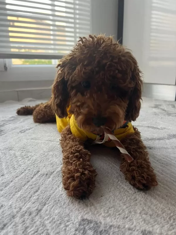Sağlıklı Toy Poodle Dişi