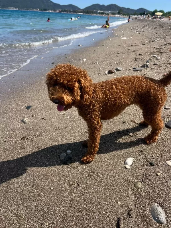 Sağlıklı Toy Poodle Dişi