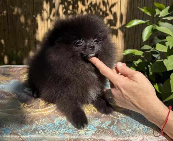 Garantili Pomeranian Tea Cup Dişi
