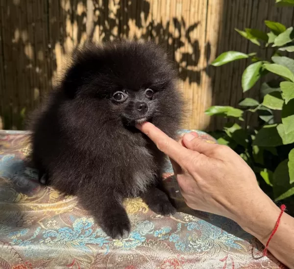 Garantili Pomeranian Tea Cup Dişi