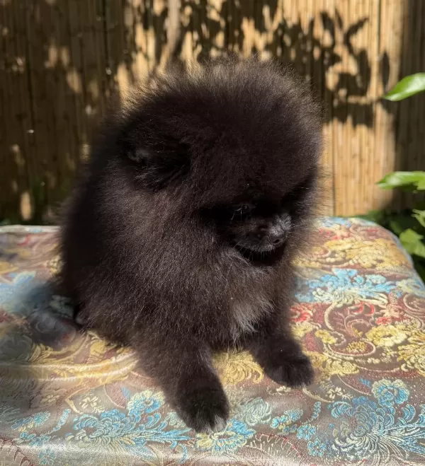 Garantili Pomeranian Tea Cup Dişi