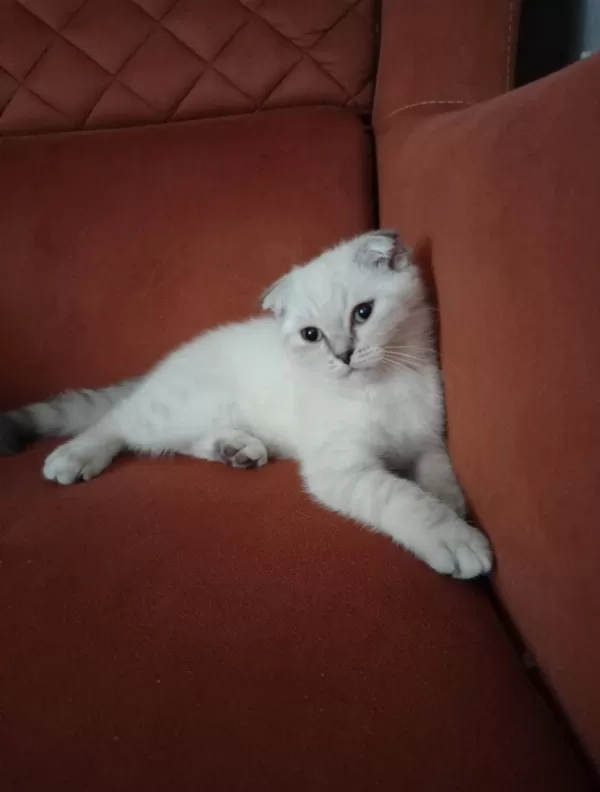 Kirik Kulak Dişi Kedimiz Yeni Sahibini Bekliyor