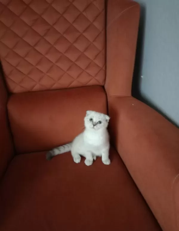 Kirik Kulak Dişi Kedimiz Yeni Sahibini Bekliyor