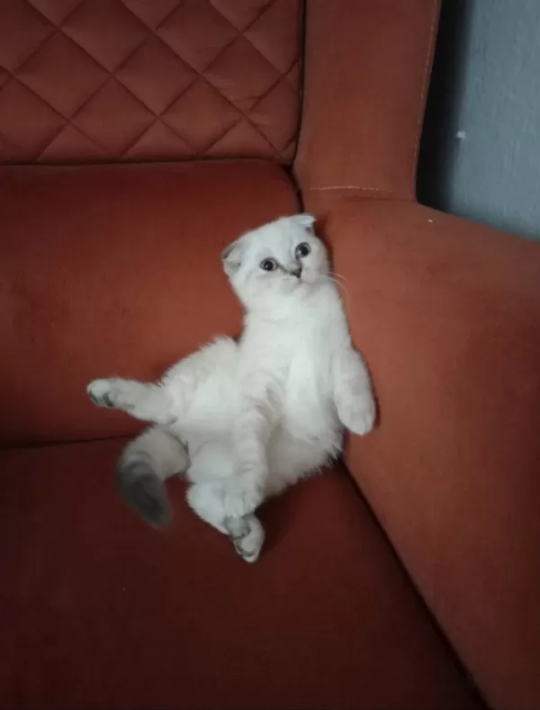 Kirik Kulak Dişi Kedimiz Yeni Sahibini Bekliyor