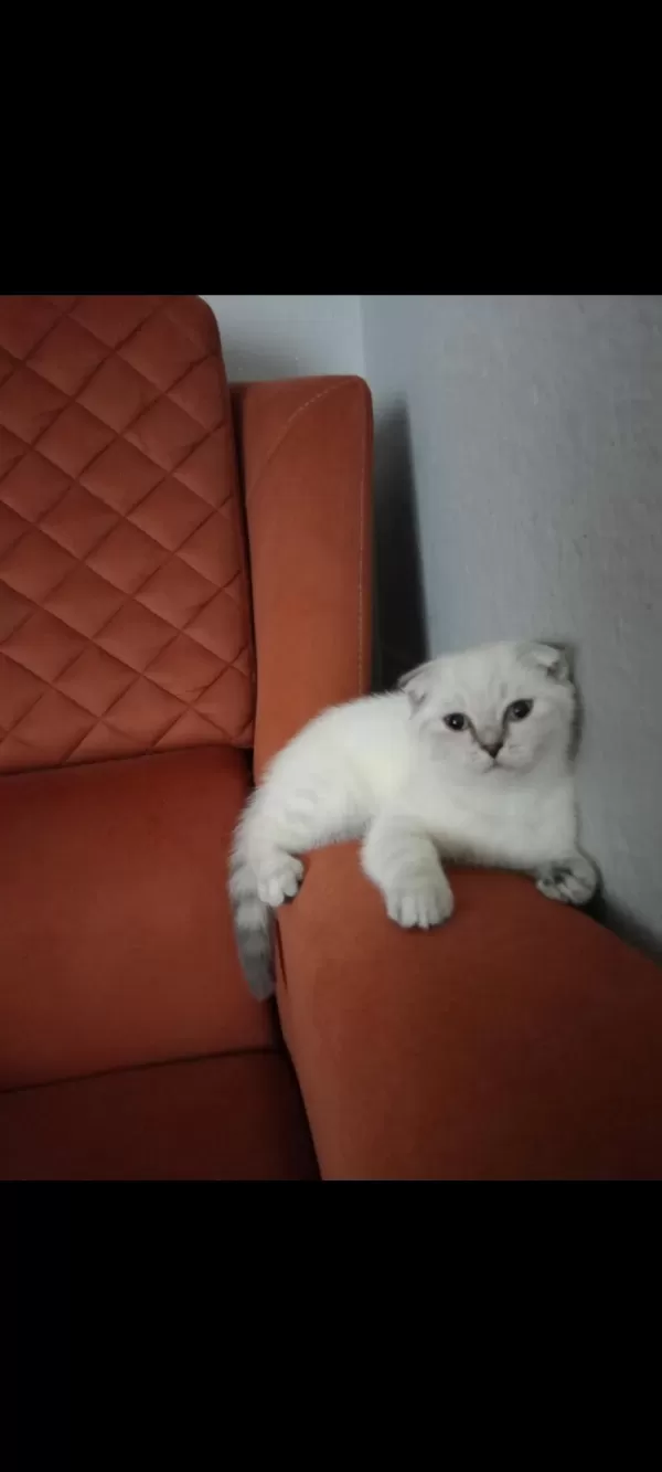 Kirik Kulak Dişi Kedimiz Yeni Sahibini Bekliyor
