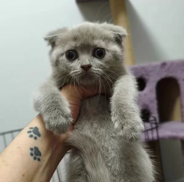 2 Aylık Scottish Fold