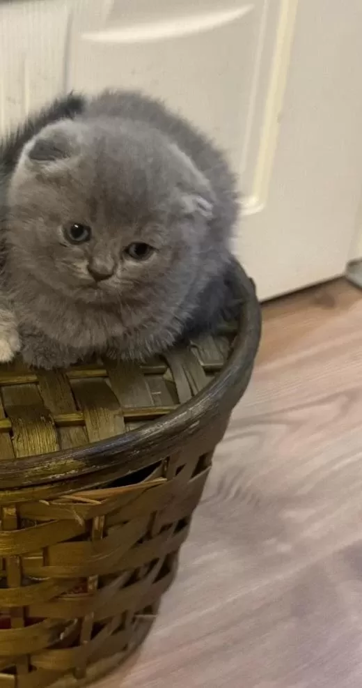 2 Aylık Scottish Fold