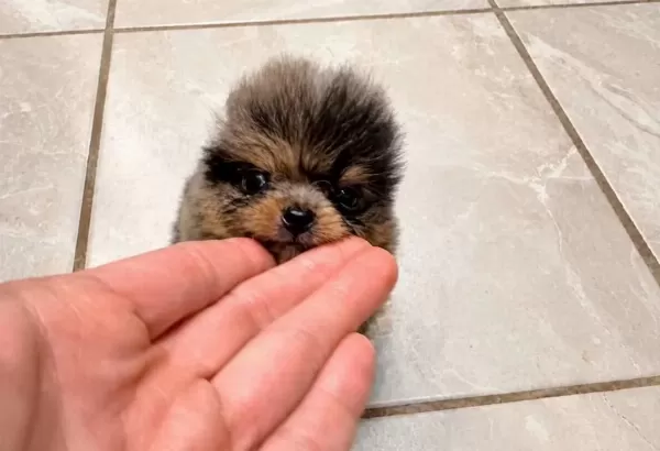 A Kalite Pomeranian Boo Merle