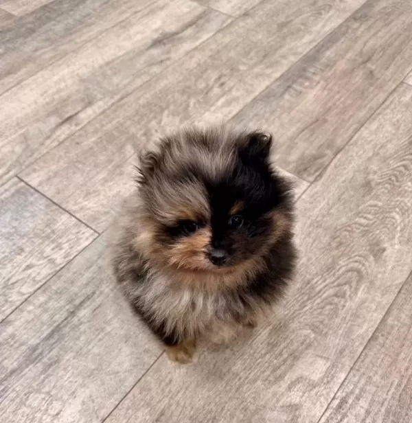 A Kalite Pomeranian Boo Merle