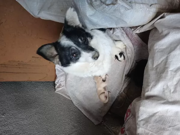 Yeni Sahibini Arıyor Yavru Köpekler