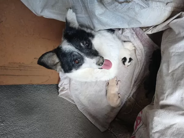 Yeni Sahibini Arıyor Yavru Köpekler