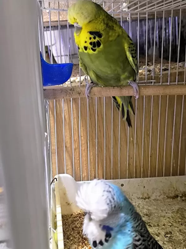 Show Jumbo Çift Muhabbet Kuşu