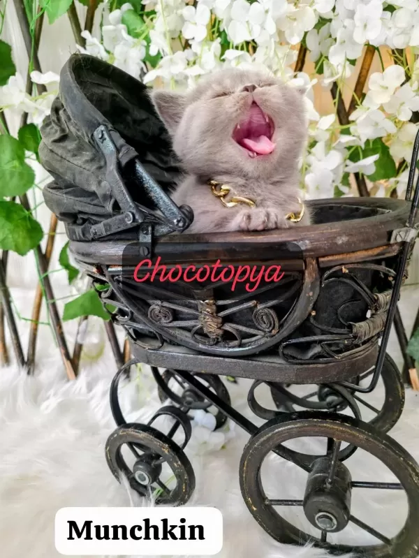 Munchkin Cüce Kedimiz