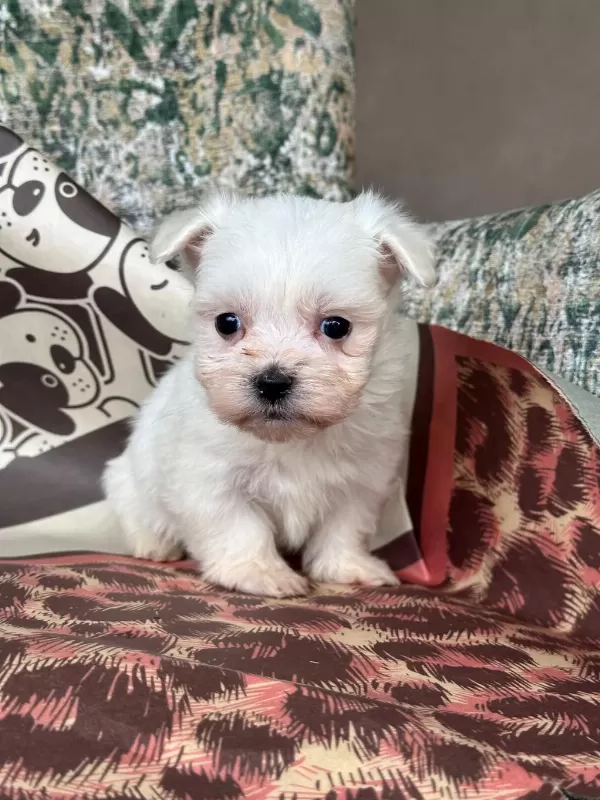 Toy Maltese Bebekler