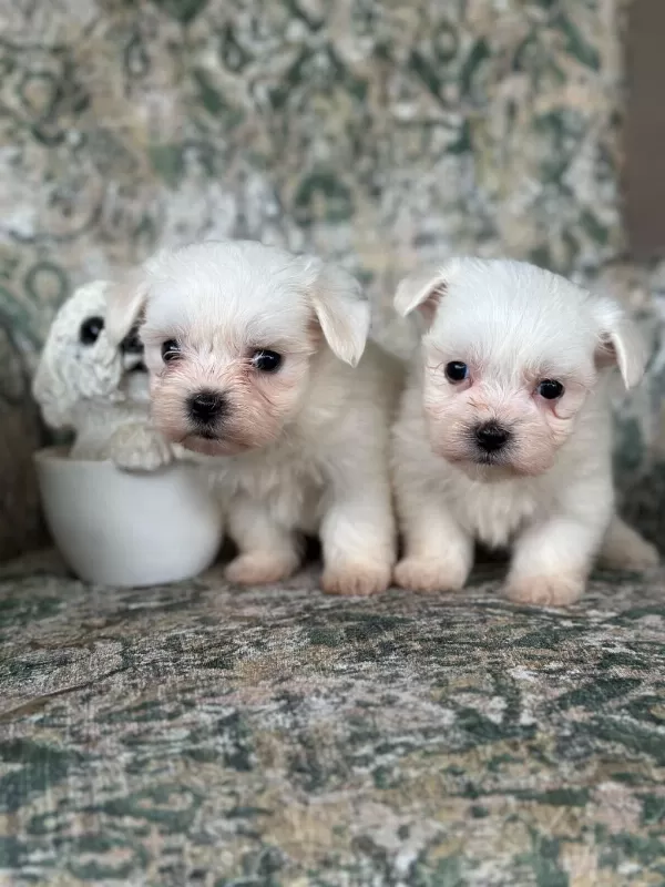 Toy Maltese Bebekler