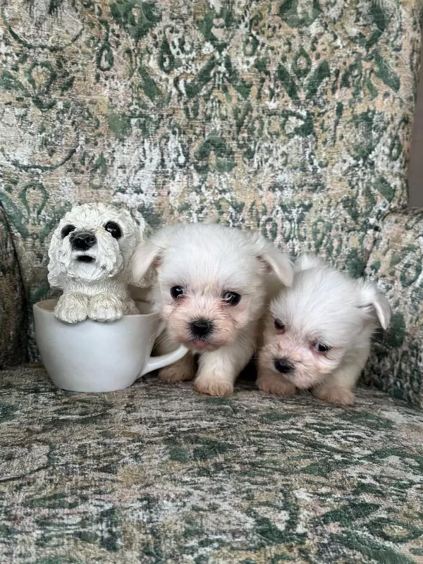 Toy Maltese Bebekler