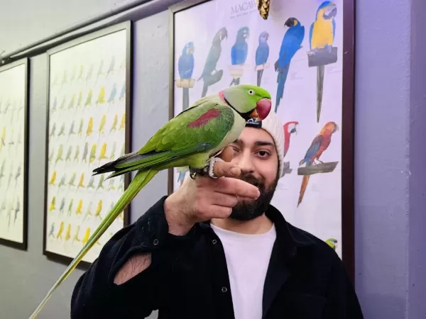 Evcil Eğitimli Konuşan Halkali Alexander Papağani
