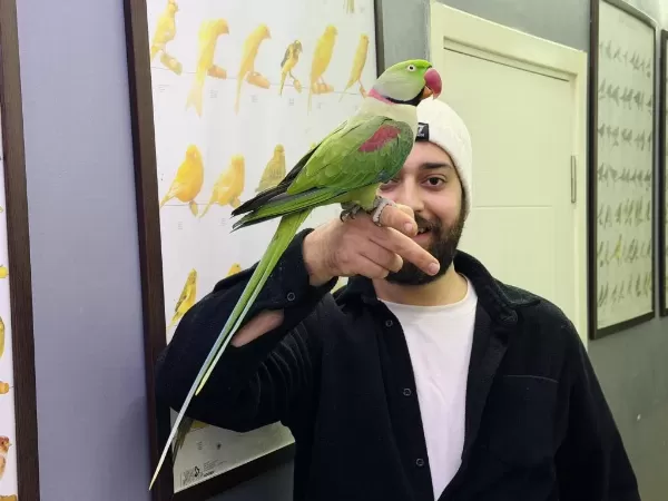 Evcil Eğitimli Konuşan Halkali Alexander Papağani