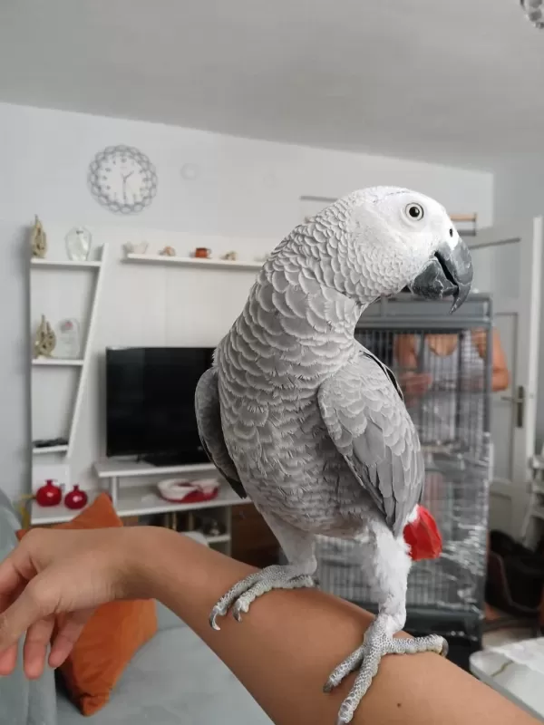 8 Aylık Jako Papağan