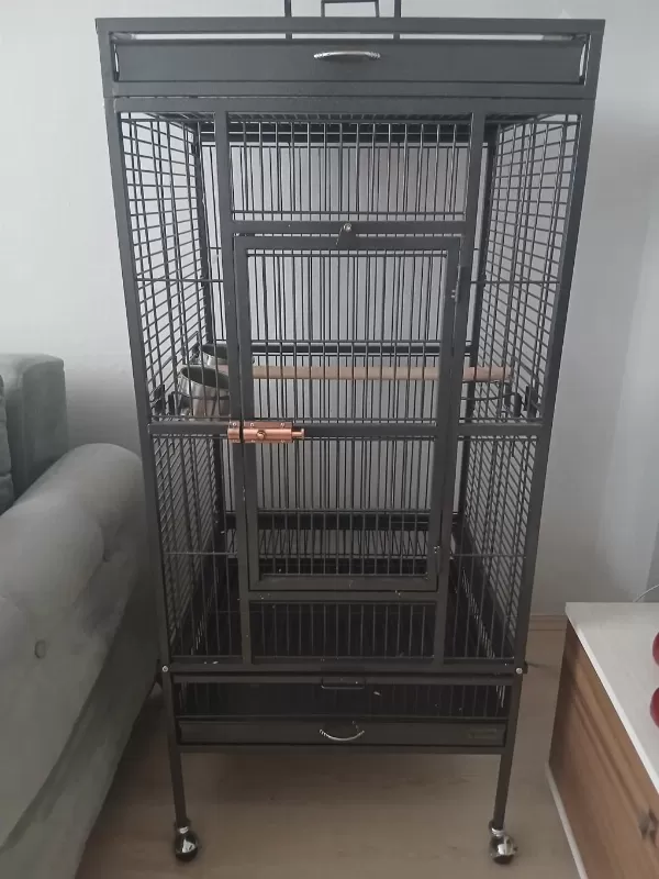 8 Aylık Jako Papağan