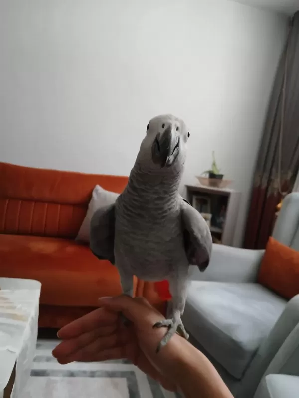 8 Aylık Jako Papağan