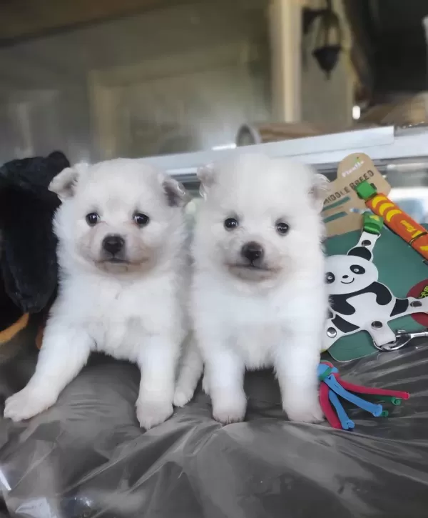 Kar Beyaz Samoyed Bebekleri