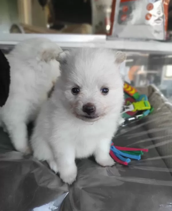 Kar Beyaz Samoyed Bebekleri