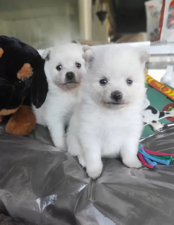 Kar Beyaz Samoyed Bebekleri